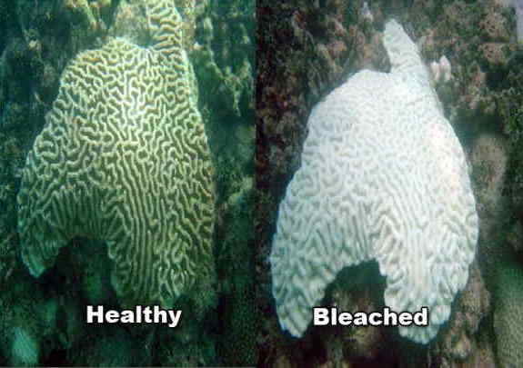 protection des océans